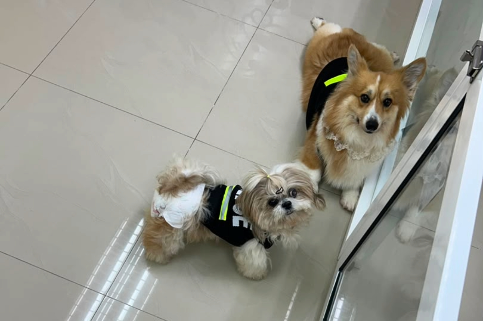 Happy Pomeranian at Cotton Pet Kindergarten